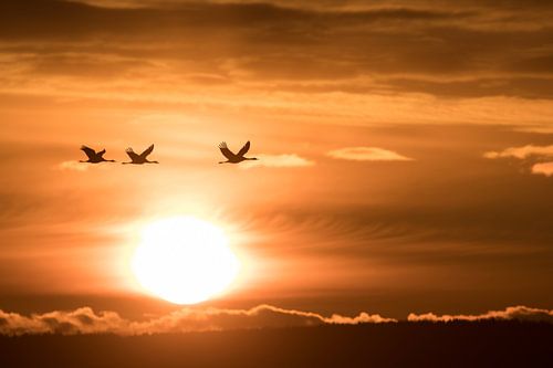 Vliegende kraanvogels tijdens zonsopkomst