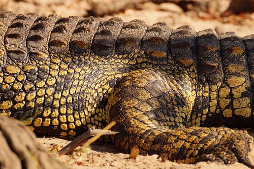 Close up krokodil
