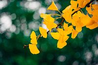 Ginkgo Geel 3/6