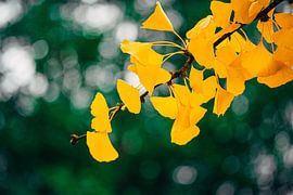 Ginkgo Yellow 3/6 by Auke Hamers