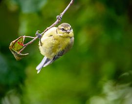 Blue tit hangs acrobatically on a branch by ManfredFotos
