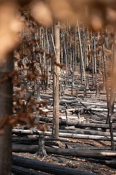 Roßsteig, Sächsische Schweiz - Spuren des Waldbrandes von Pixelwerk