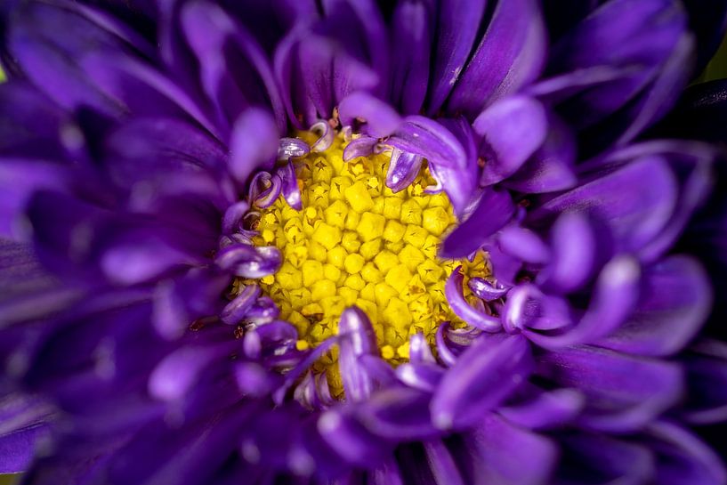 Chrysantheme von Pictures by Van Haestregt