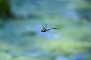 Libelle in de vlucht