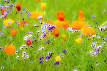 Bloemenweide in de zomer