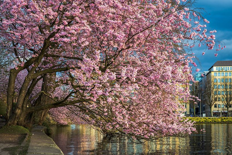 Kersenbloesems in Hamburg, Duitsland van Michael Abid