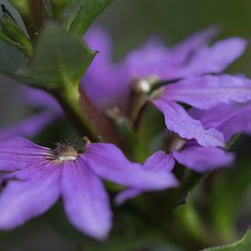 Flowering purple scaevola by Bianca Muntinga