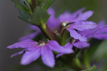 Blühende violette Scaevola von Bianca Muntinga