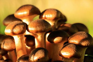 Groepje kleine bruine paddenstoelen in de herfst zon van Bobsphotography
