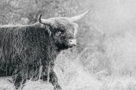 Schotse hooglander stier van Melissa Peltenburg thumbnail
