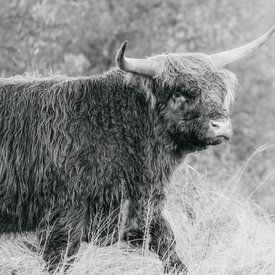 Schotse hooglander stier van Melissa Peltenburg