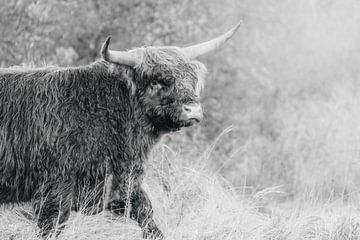 Schotse hooglander stier van Melissa Peltenburg