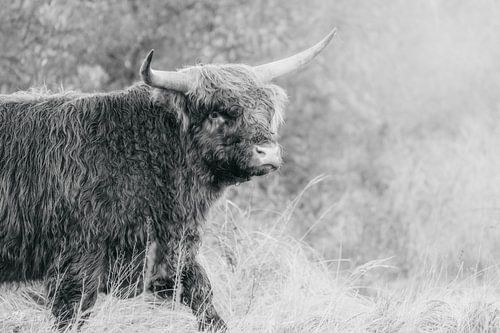 Schotse hooglander stier