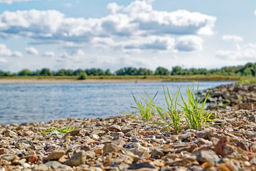 Des brins d'herbe au bord de l'eau sur Tim Hartelo