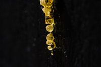 Drops of resin