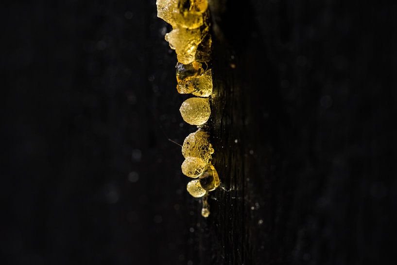 Drops of resin by Jorn Wilms