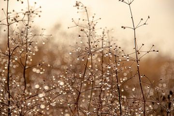 Planten met waterdruppels op een half mistige dag in december van Jacoline van Dijk