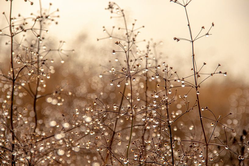 Plants with water droplets on a half foggy day in December by Jacoline van Dijk
