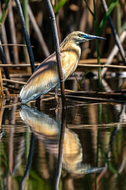 Golden Reflection: The Squacco Heron’'’s Disguise