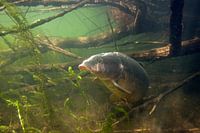Carp between tree branches