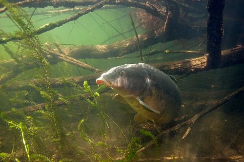 Karpfen zwischen den Ästen