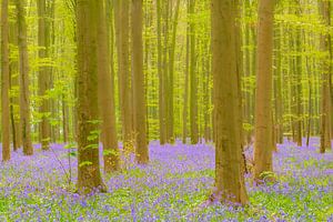 Forest springtime landscape with Bluebell flowers