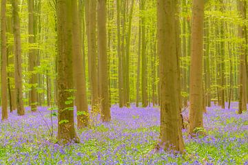 Wilde hyacinten bloemen in het bos in het voorjaar