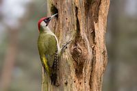 Grünspecht sucht Insekten in einem toten Baumstamm.