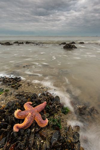 common seastar