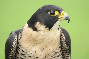 Slechtvalk (Falco peregrinus) van Ronald Pol