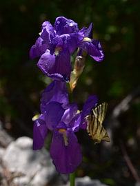 Blue iris with a swallowtail butterfly by Erik Buitenhuis