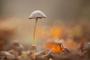 Champignon en automne sur Heidi van den Bogaard