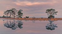 Sunrise in the Dwingelderveld National Park by Henk Meijer Photography thumbnail