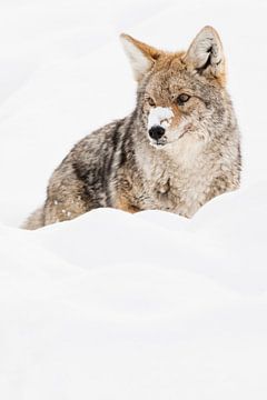 Prairiewolf in de sneeuw in Yellowstone