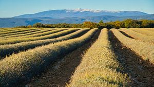 View of Mont Ventoux by Tanja Voigt