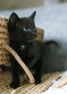 Zwarte kitten bij rieten mand van Christa Thieme-Krus
