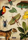 Tableau noir tropical avec des oiseaux, des poissons et des animaux de la jungle. par Studio POPPY Aperçu