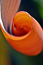 a banana heart leaf by Werner Lehmann