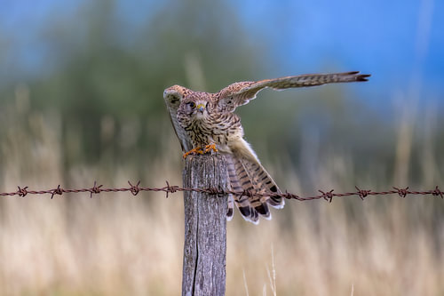 Turmfalke
