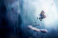 Pour un papillon