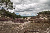Schoorlse duinen