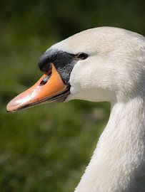 die Schwanenkotprobe