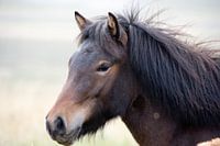 Ijslandse pony
