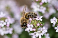 Bee on flower by Christophe Fruyt thumbnail
