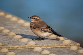 Northern wheatear (Oenanthe oenanthe) by T. Berrevoet