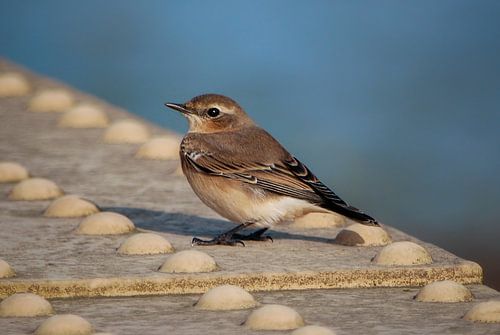 Tapuit (Oenanthe oenanthe)