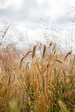 Tarwe en grassen van Peter de Kievith Fotografie