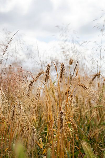 Weizen und Gräser von Peter de Kievith Fotografie