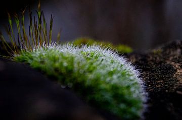 Macro moss by Douwe Beckmann
