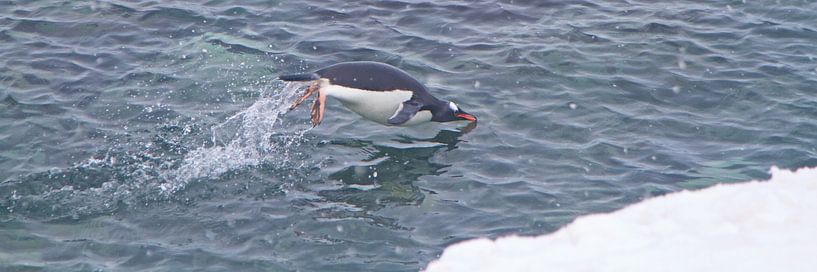 vrijheid van Eric de Haan